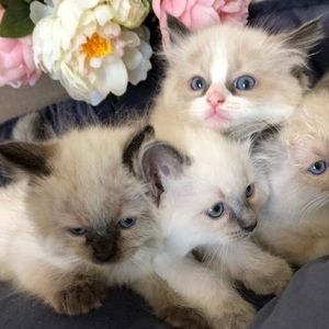 Meet your Posher, Rachel